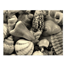 Tropical Seashell Picture Postcards