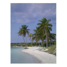 Tropical Settings Postcard