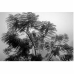 Tropical Tree Black and White in fog