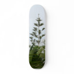 Tropical Trees skateboards