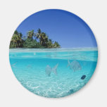 Tropical Underwater Magnets