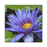 Tropical Waterlily Magnet