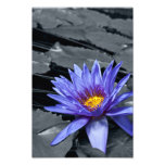 Tropical Waterlily Photo Print