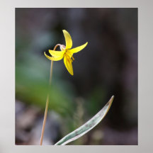 Trout Lily Poster