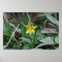 Trout Lily Poster