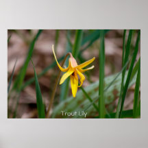 Trout Lily Posters