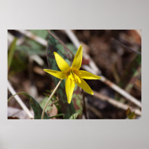 Trout Lily Print