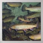 Trout poster