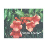 Trumpet creeper postcards