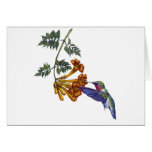 Trumpet Creeper Ruby Throated Hummingbird Cards