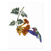 Trumpet Creeper Ruby Throated Hummingbird postcards