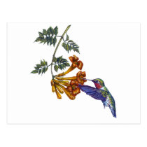 Trumpet Creeper Ruby Throated Hummingbird postcards