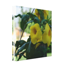 Trumpet Vine Canvas Print