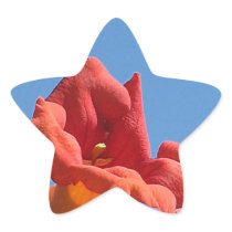 Trumpet Vine Star Sticker
