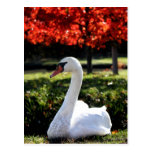 Trumpeter Swan Indian Summer Postcard