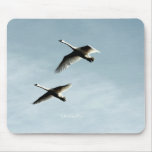 Trumpeter Swans Overhead ..  Mouse Pad mousepads
