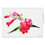 Trumpets cards