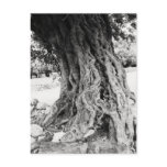 Trunk of ancient Olive tree in Greece photograph Postcards