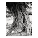 Trunk of ancient Olive tree in Greece photograph Postcards