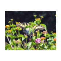 Trying to Blend In Postcard