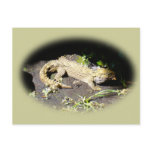 Tuatara - Dinosaur's Only Living Relative