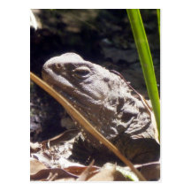 Tuatara Post Card