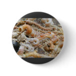 Tube Worm Shells Ocean buttons