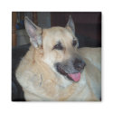 Tucker Magnet