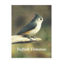Tuffted Titmouse