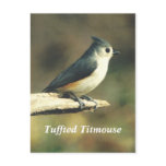 Tuffted Titmouse postcards