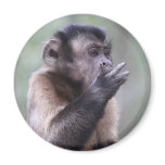 Tufted Capuchin Monkey Photo magnets