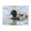Tufted Duck postcards