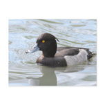 Tufted Duck postcards