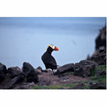 Tufted Puffin Bogoslof Island Acrylic Cut Outs