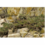 Tufted Puffin burrows, Castle Rock Cut Out