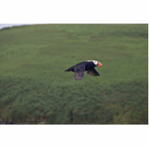 Tufted Puffin in flight, Aiktak Island, Alaska Photo Cut Outs