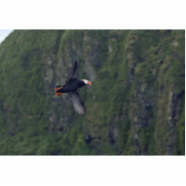 Tufted Puffin in flight, Aiktak Island Acrylic Cut Out