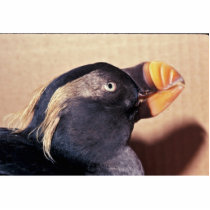 Tufted Puffin, non breeding 1980 002784 Photo Sculpture