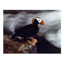 Tufted Puffin Portrait Postcard