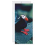 Tufted Puffin Full Color Rack Card
