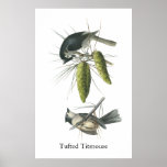 Tufted Titmouse, John Audubon Print