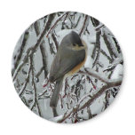 Tufted Titmouse