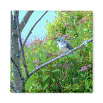 Tufted Titmouse: Newly Fledged Baby Bird