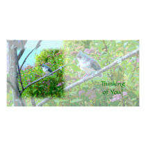Tufted Titmouse: Newly Fledged Baby Bird