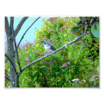 Tufted Titmouse: Newly Fledged Baby Bird