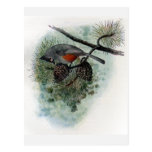 Tufted Titmouse Perched on Pinecone Post Card