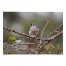 Tufted Titmouse Personalized Invite