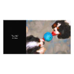Tug of War Cavalier Spaniel Collectable Photo Card photo cards