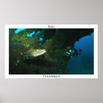 Tulamben's barracuda-Poster