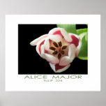Tulip  224 posters